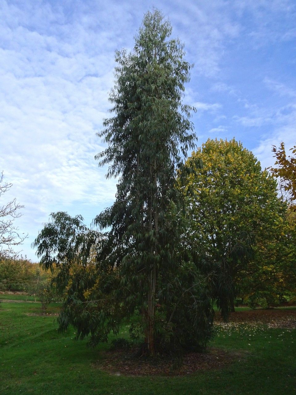 Eucalyptus ovata habit