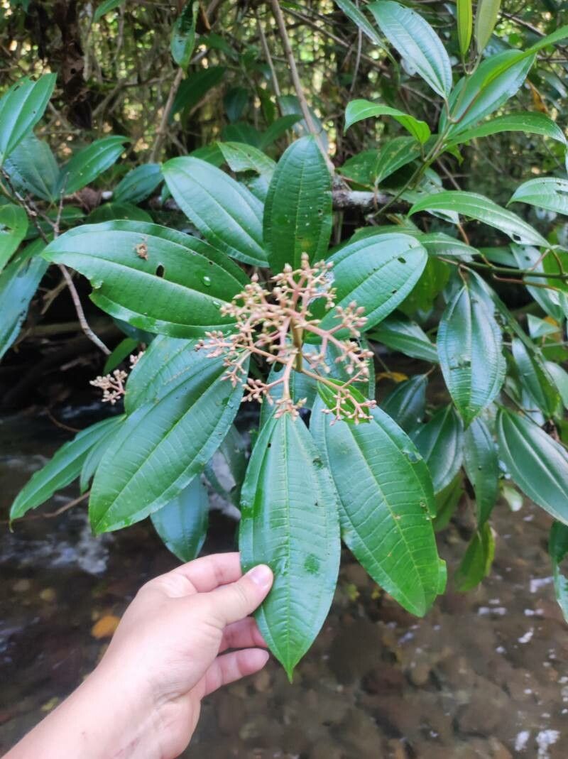 Miconia lonchophylla — houseplant care guide