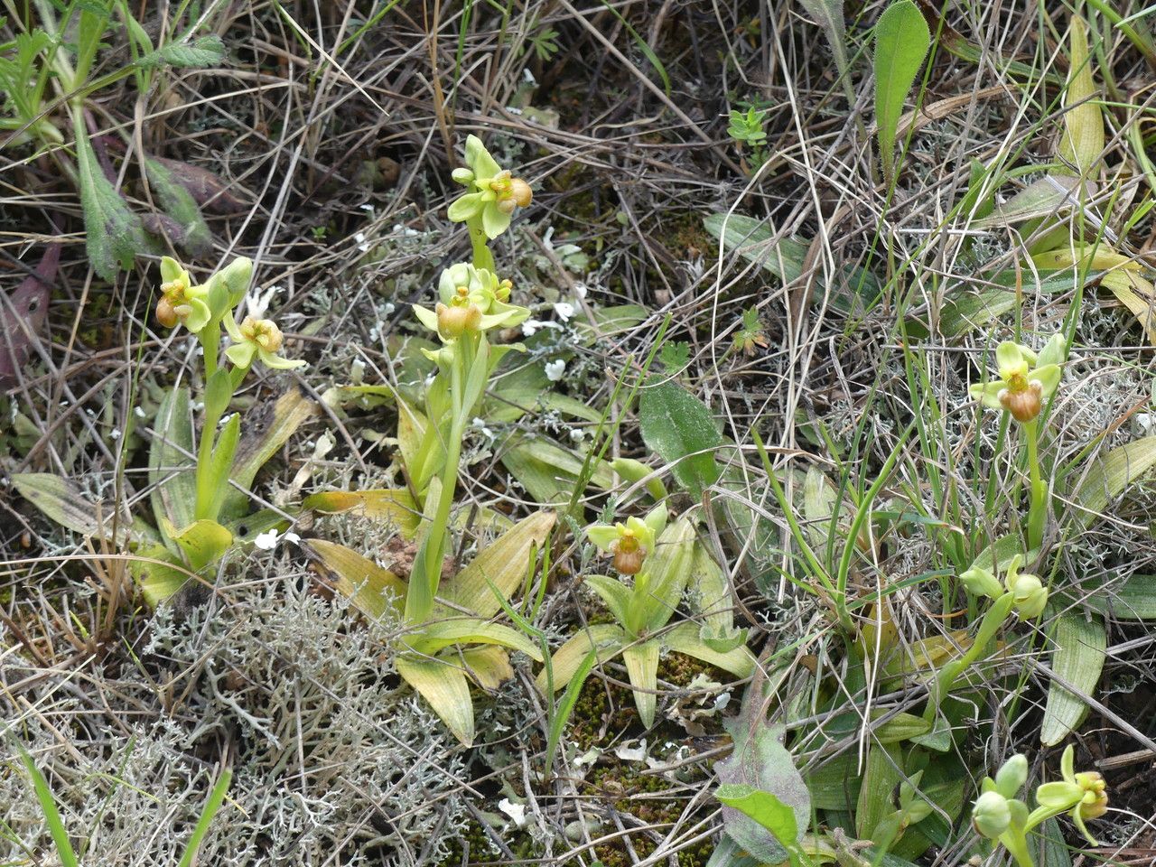 Ophrys bombyliflora habit
