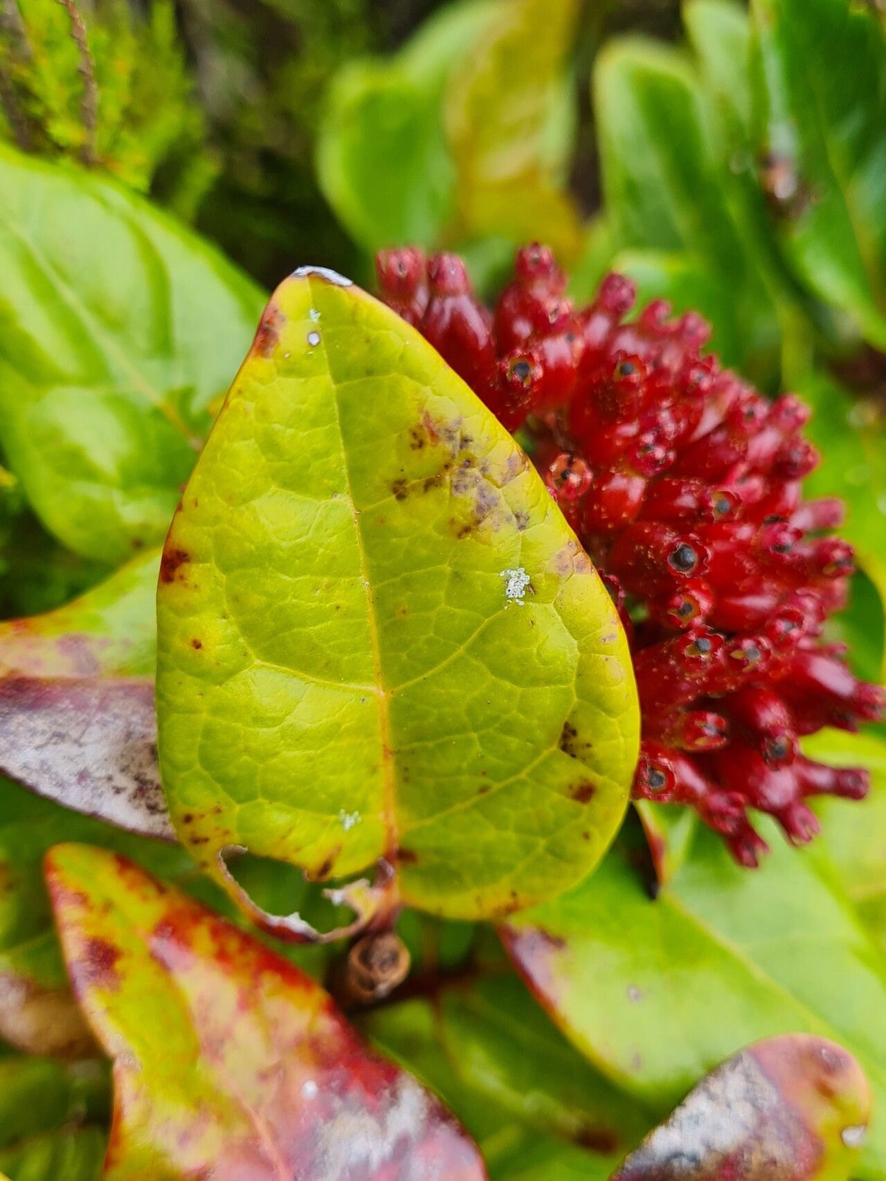 Viburnum treleasei fruit