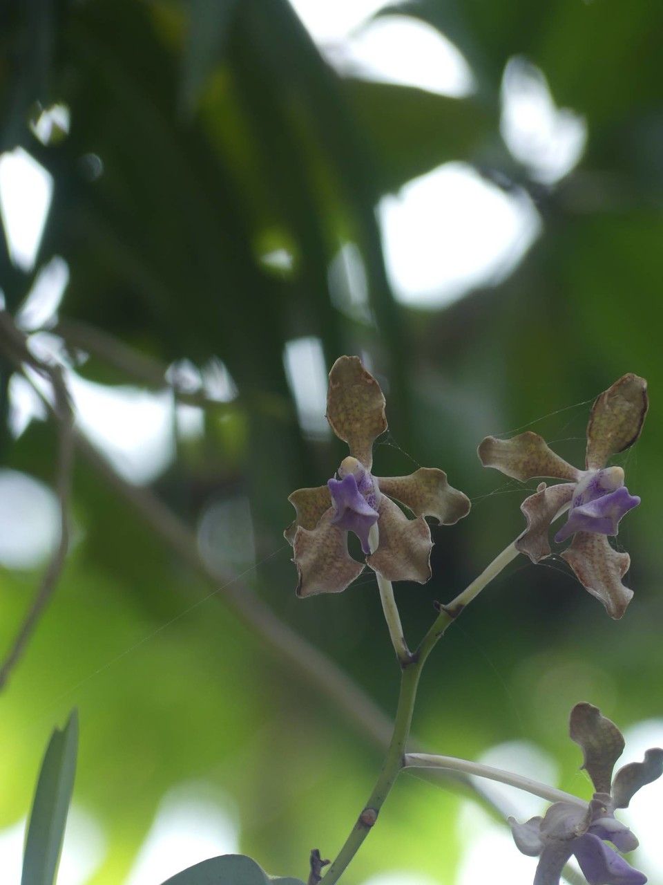 Vanda tessellata flower