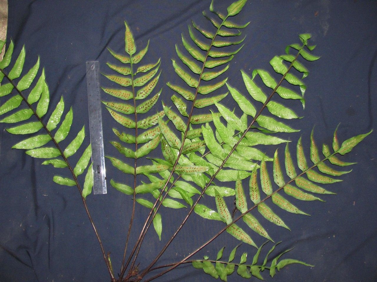 Asplenium feei leaf