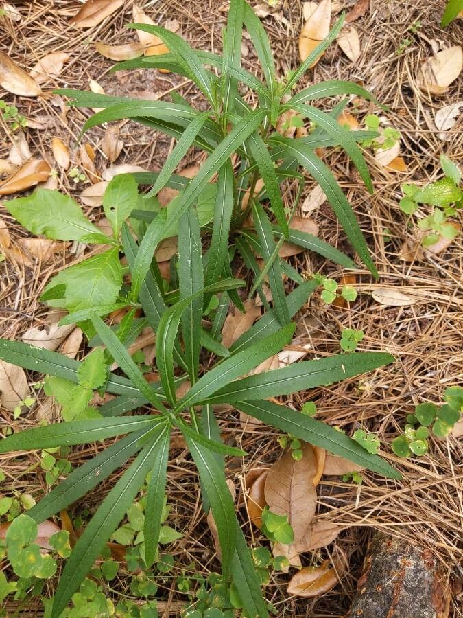 Vernonia gigantea — search result for 'Vernonia'