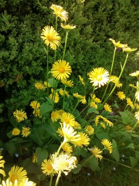 Doronicum pardalianches flower