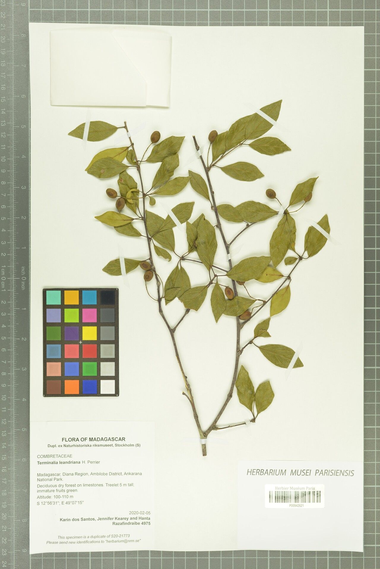 Terminalia leandriana — houseplant care guide