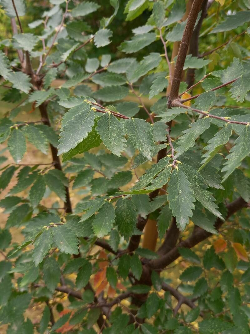 Zelkova sicula leaf