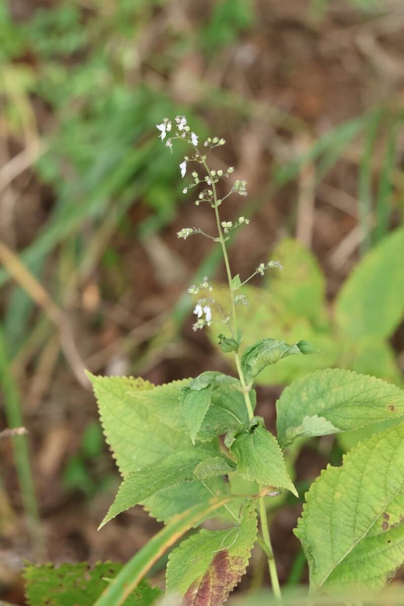 Isodon japonicus flower