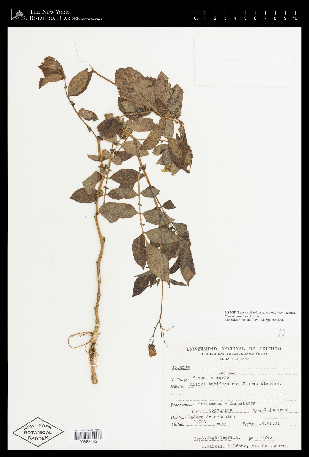 Solanum trinitense — houseplant care guide