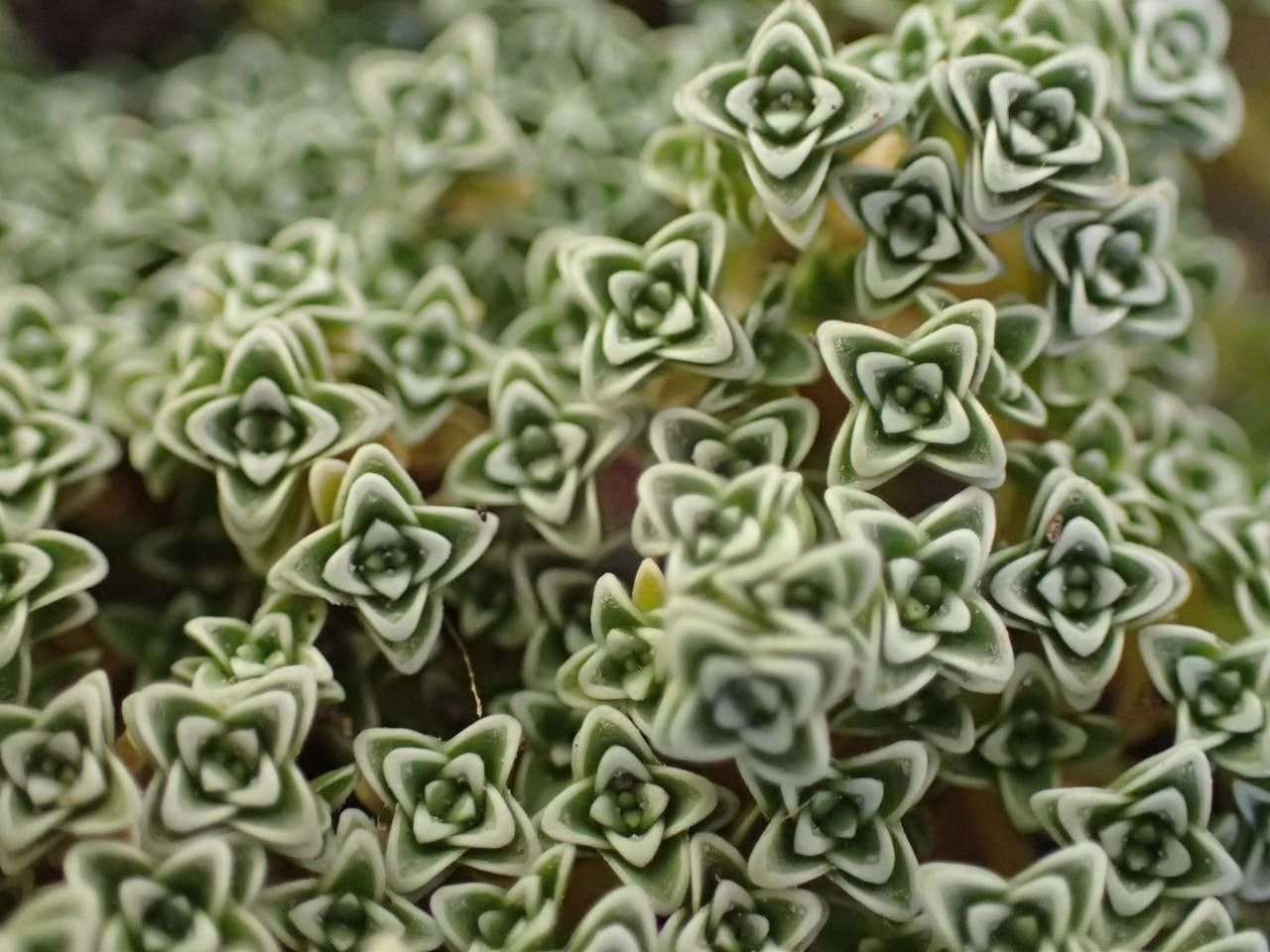 Arenaria alfacarensis habit