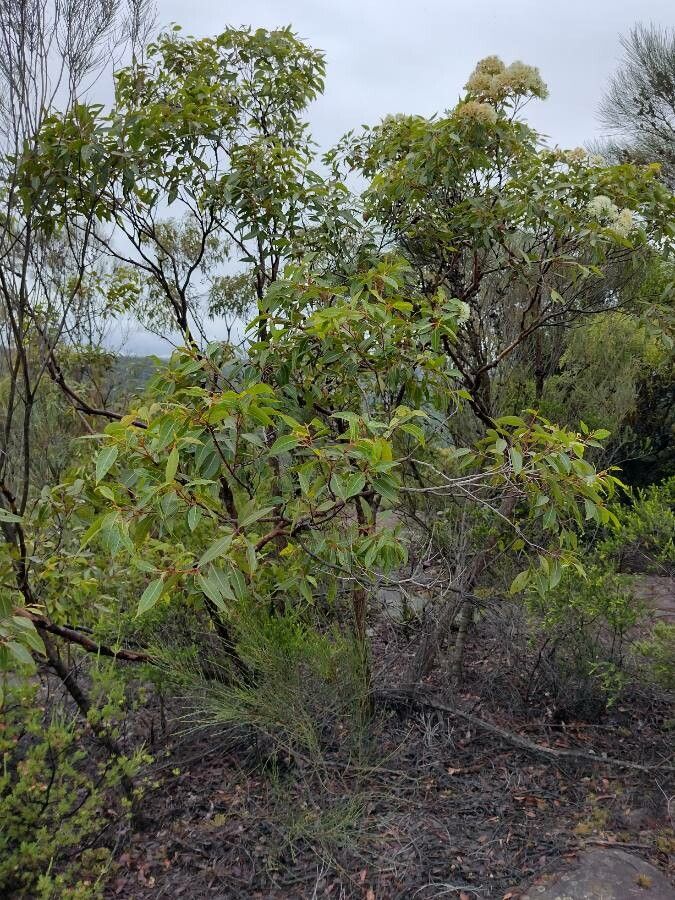 Corymbia gummifera habit