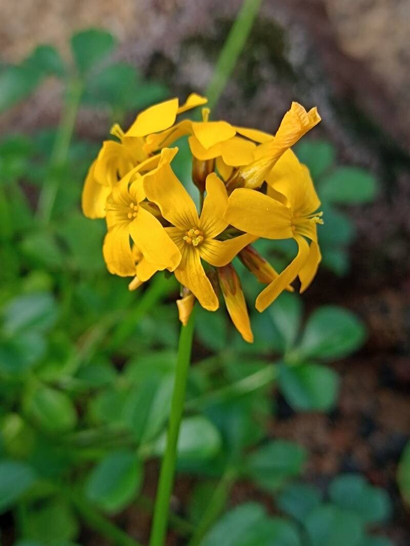 Oxalis peduncularis flower