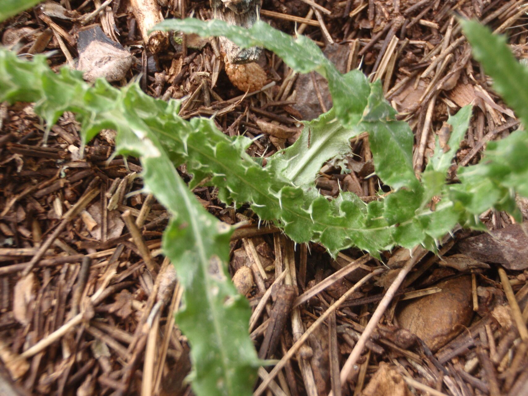 Carduus argentatus leaf