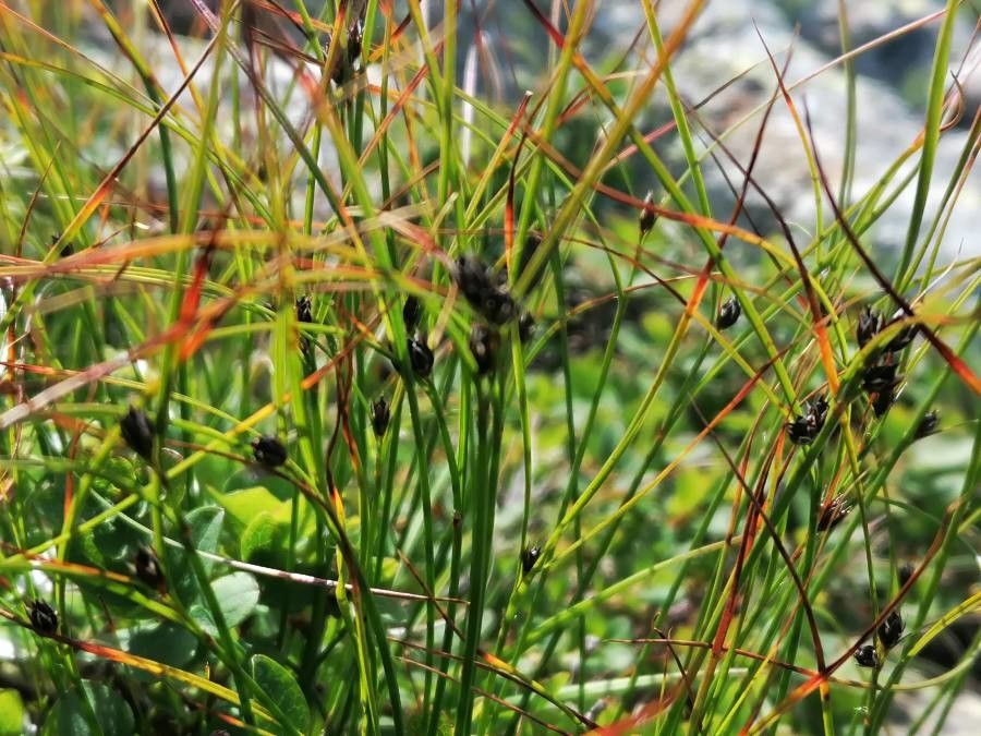 Juncus trifidus flower