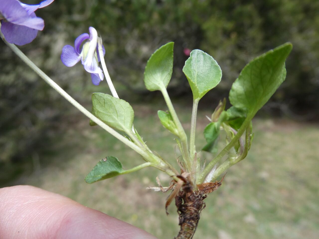 Viola rupestris leaf