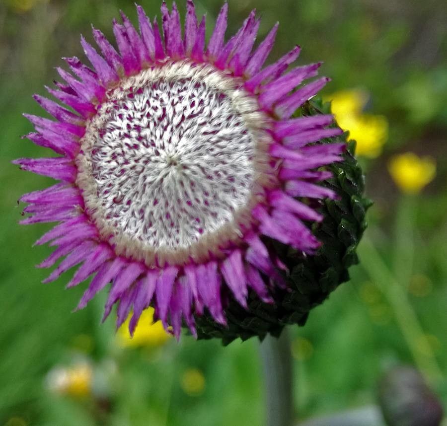 Cirsium canum flower