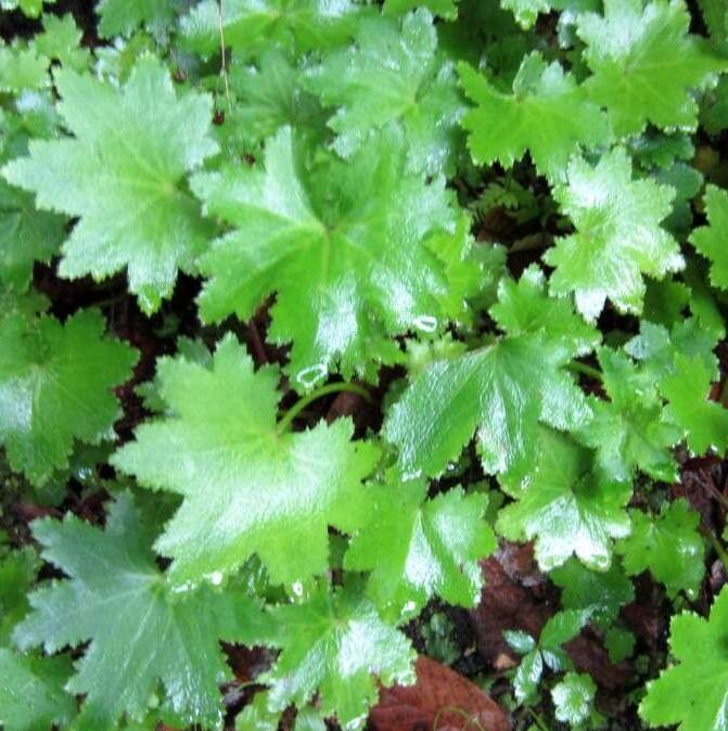 Saxifraga fortunei leaf
