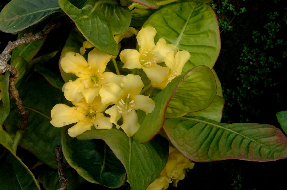 Rhododendron intranervatum — houseplant care guide