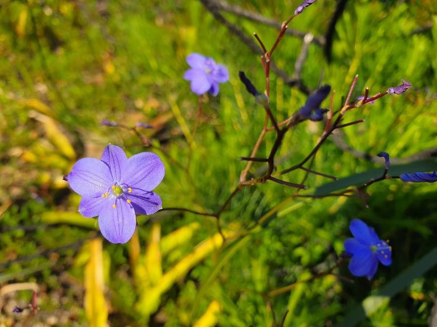 Chamaescilla corymbosa — houseplant care guide