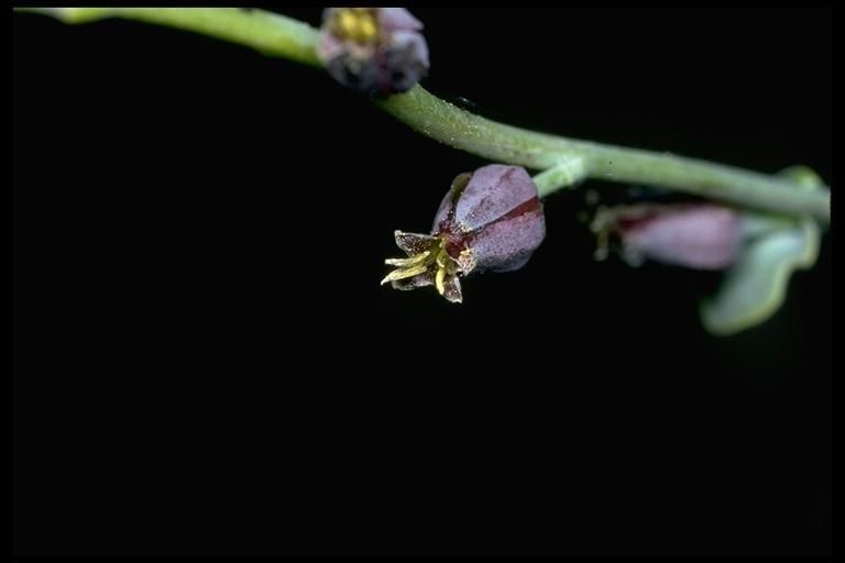 Streptanthus barbatus flower
