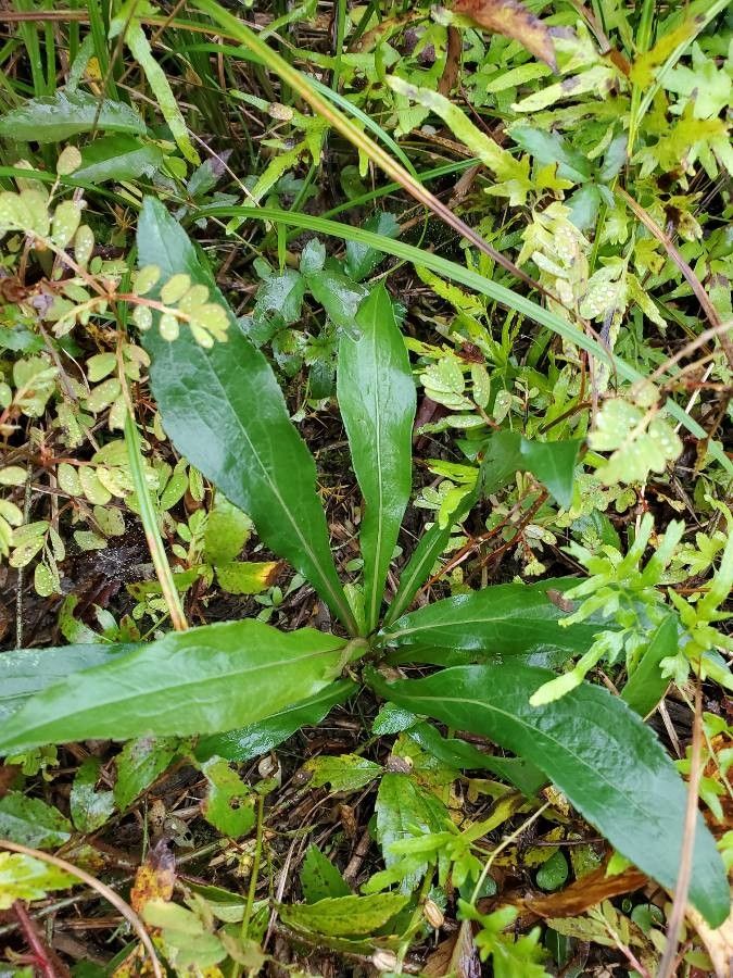 Hieracium albiflorum — related species from the same genus