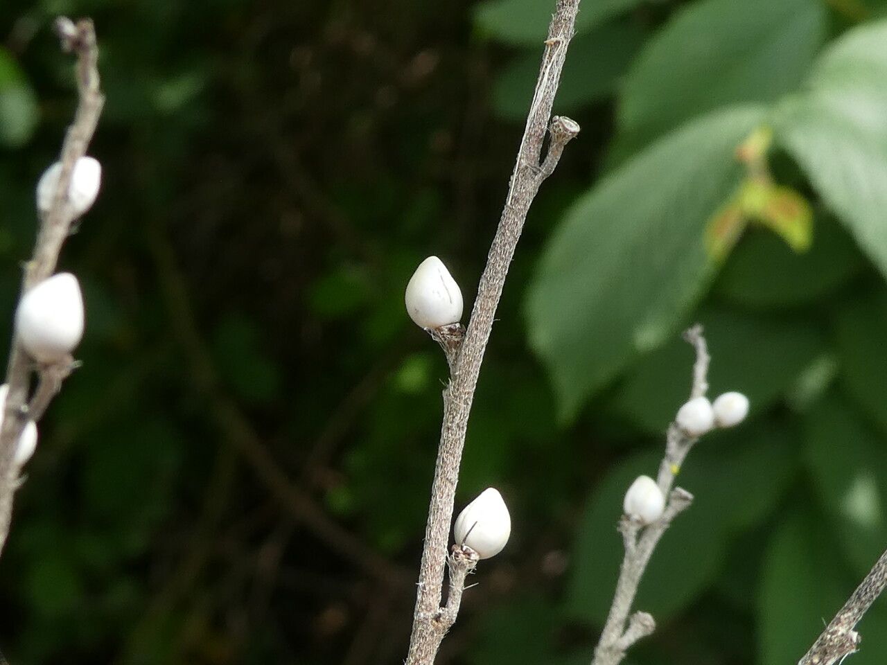 Lithospermum officinale fruit