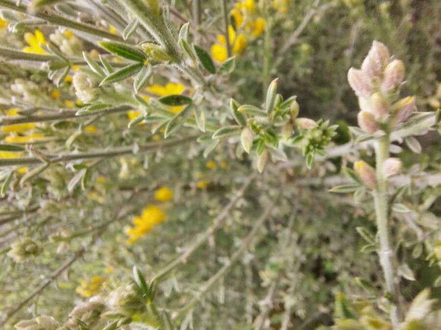 Genista microphylla leaf