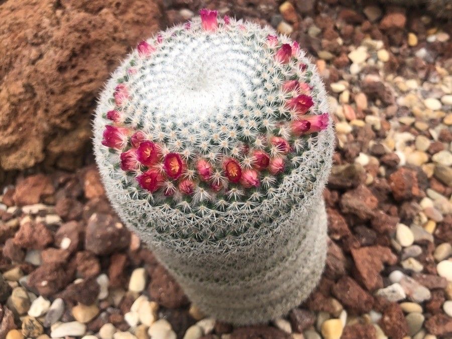 Mammillaria supertexta — search result for 'Mammillaria'