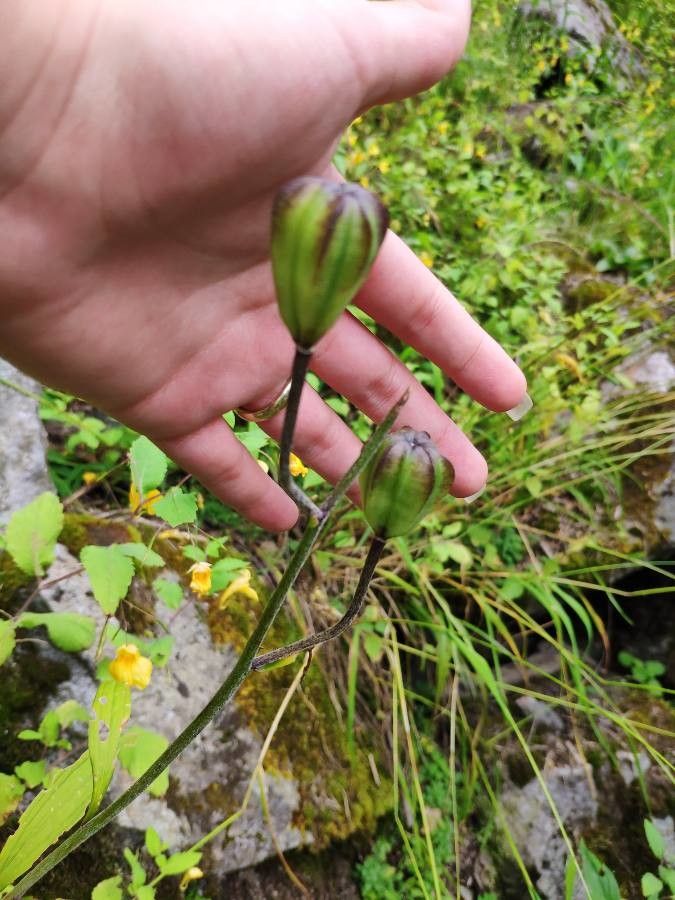 Fritillaria atropurpurea flower