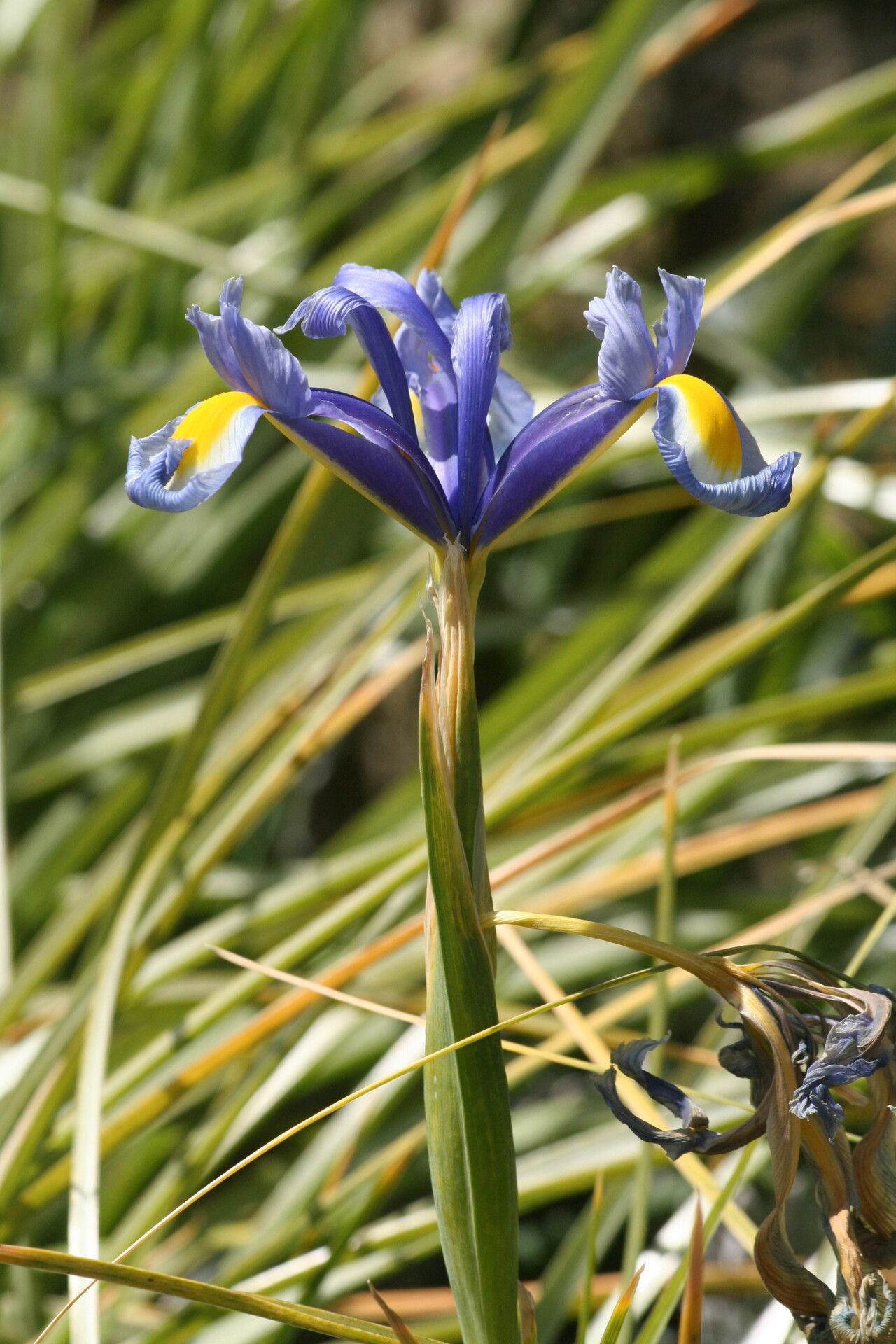Iris tingitana flower