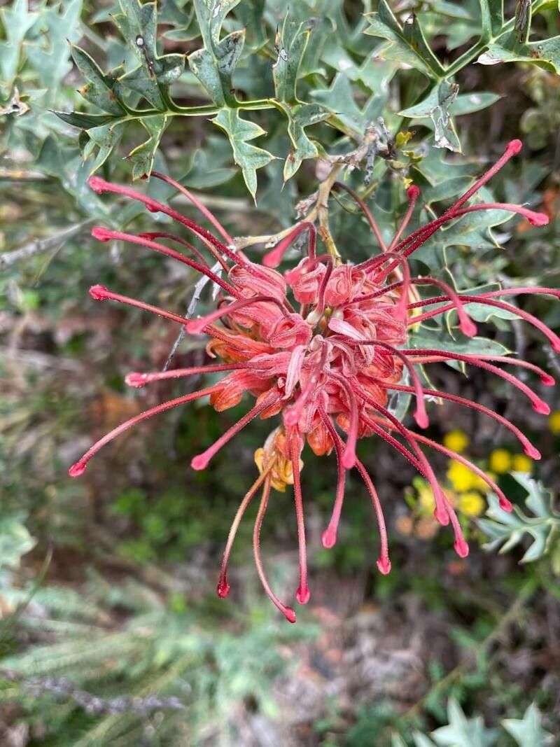 Grevillea bipinnatifida — search result for 'Fuchsia'