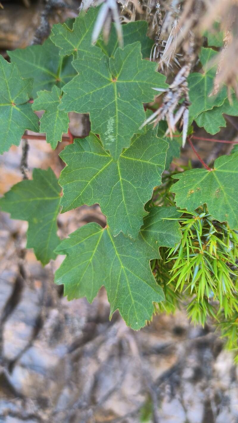 Acer granatense — houseplant care guide