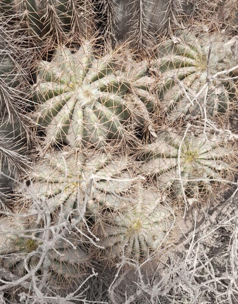 Soehrensia smrziana bark