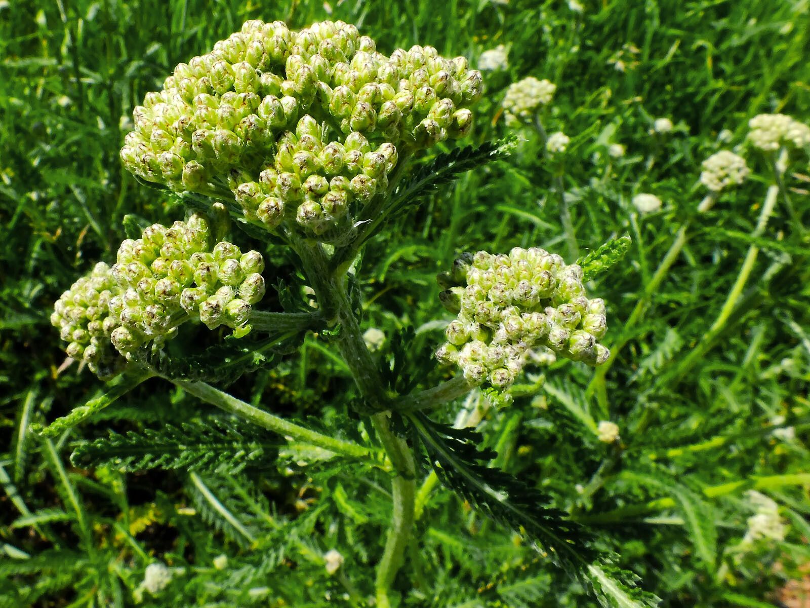 Achillea pannonica flower