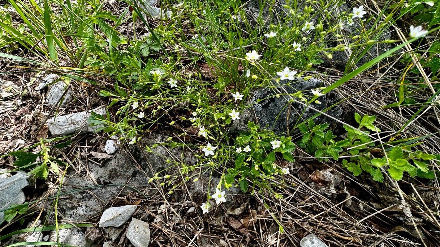 Minuartia hirsuta — houseplant care guide