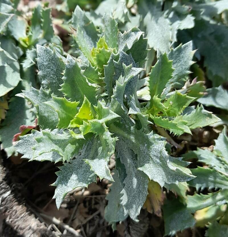 Grindelia covasii — houseplant care guide