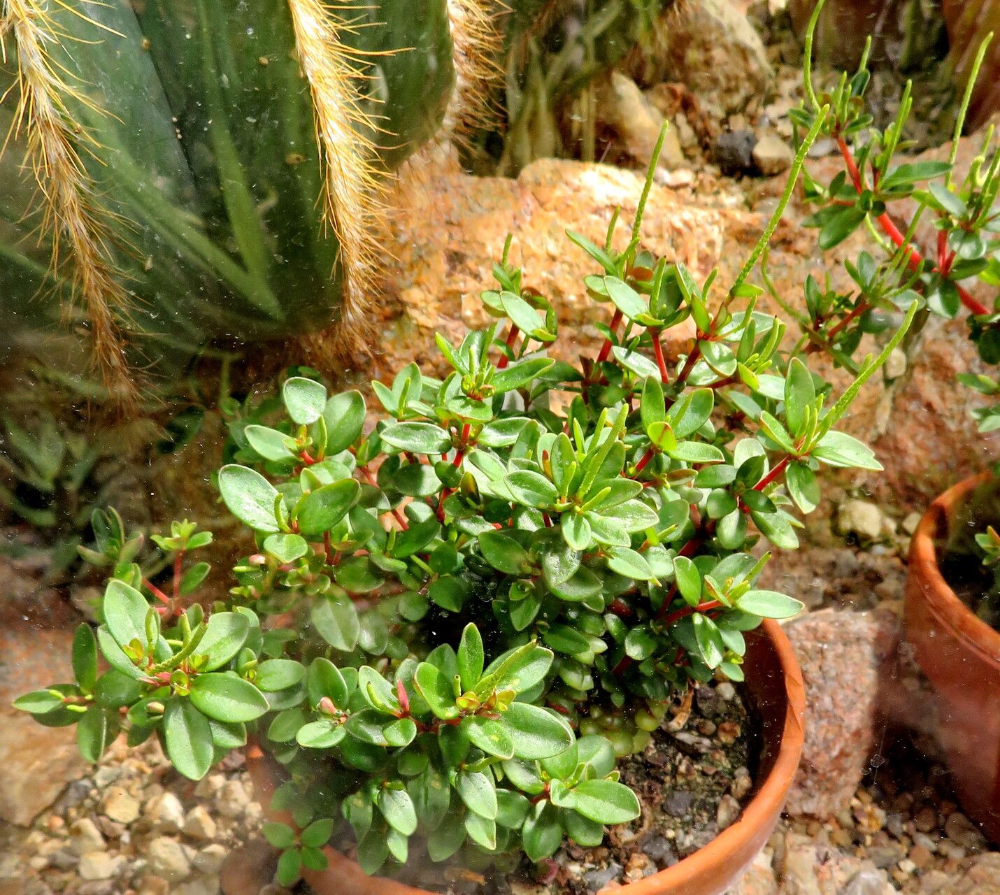 Peperomia polzii habit