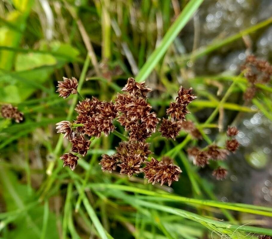 Juncus microcephalus flower