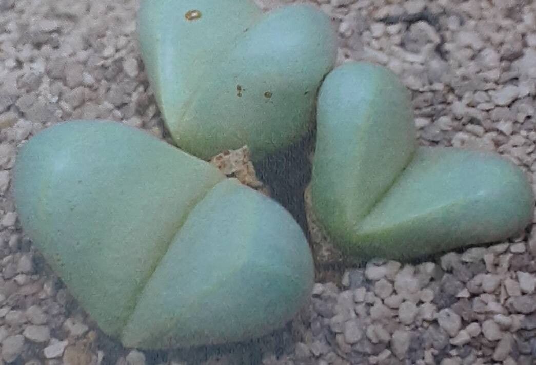 Argyroderma congregatum — related species from the same genus