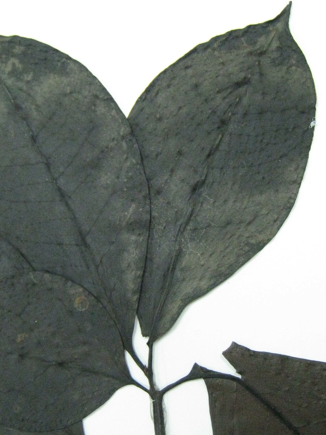 Guapira salicifolia other