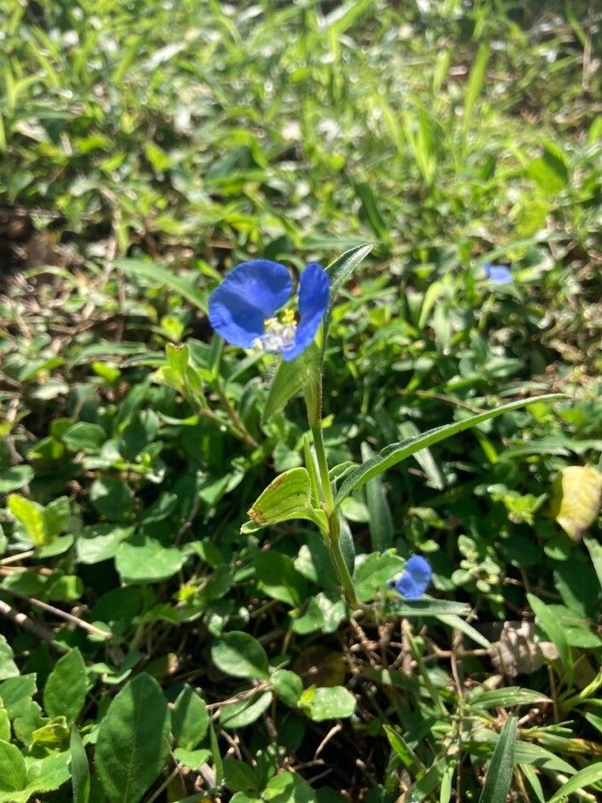 Commelina ensifolia flower