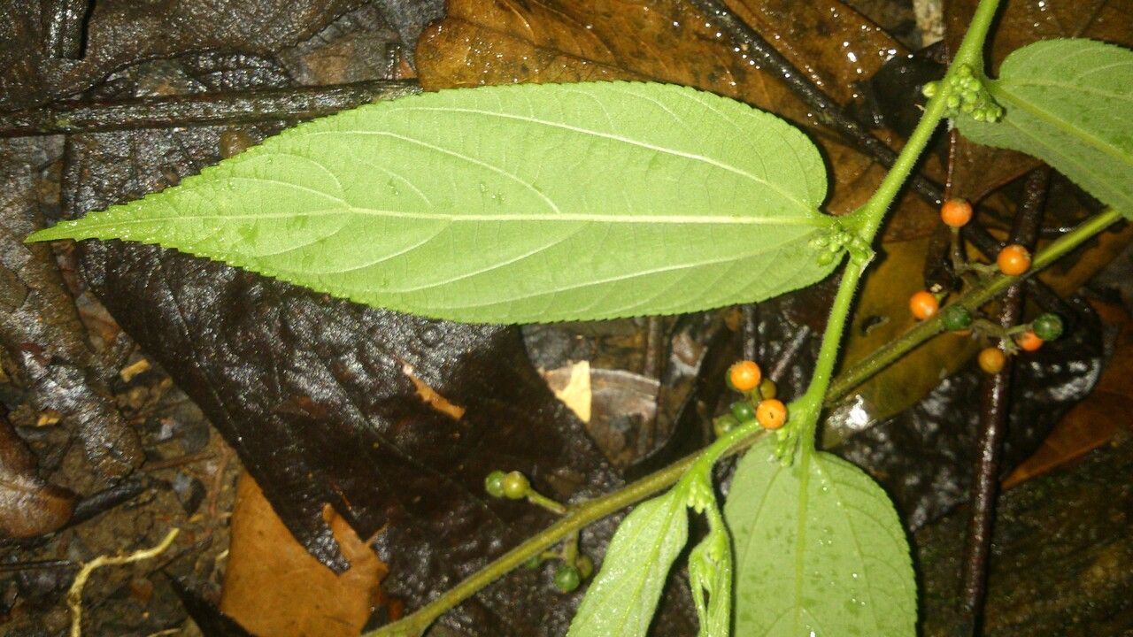 Trema micrantha leaf
