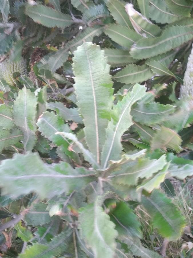 Banksia praemorsa leaf