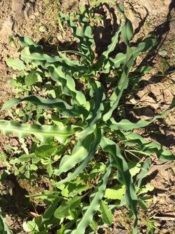Chlorogalum pomeridianum habit