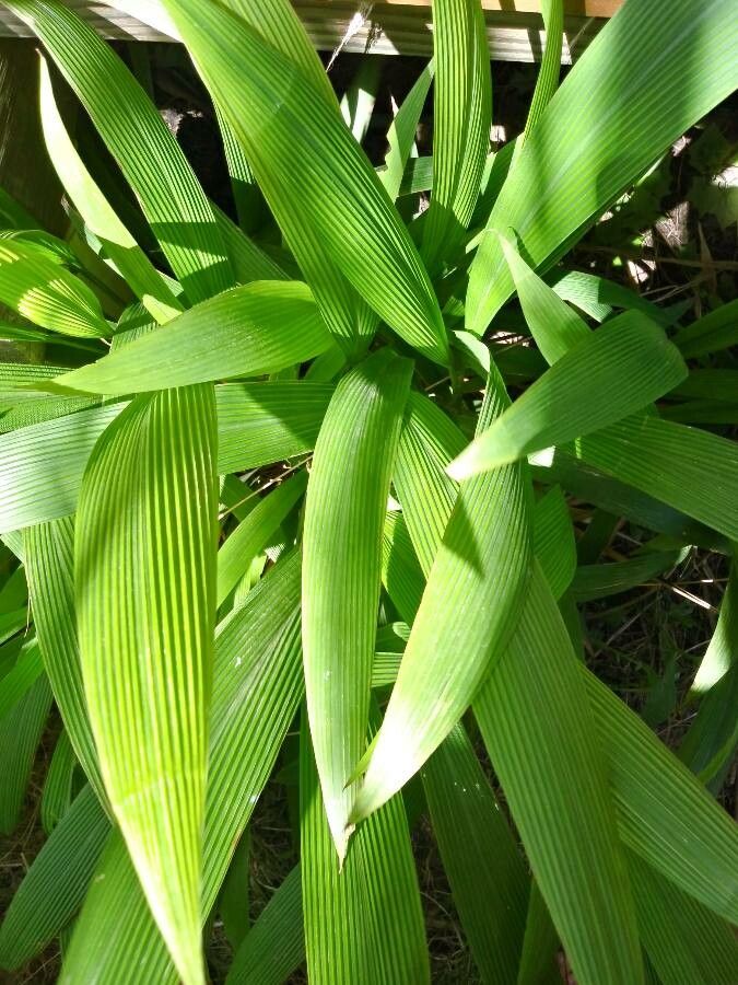 Setaria sulcata leaf