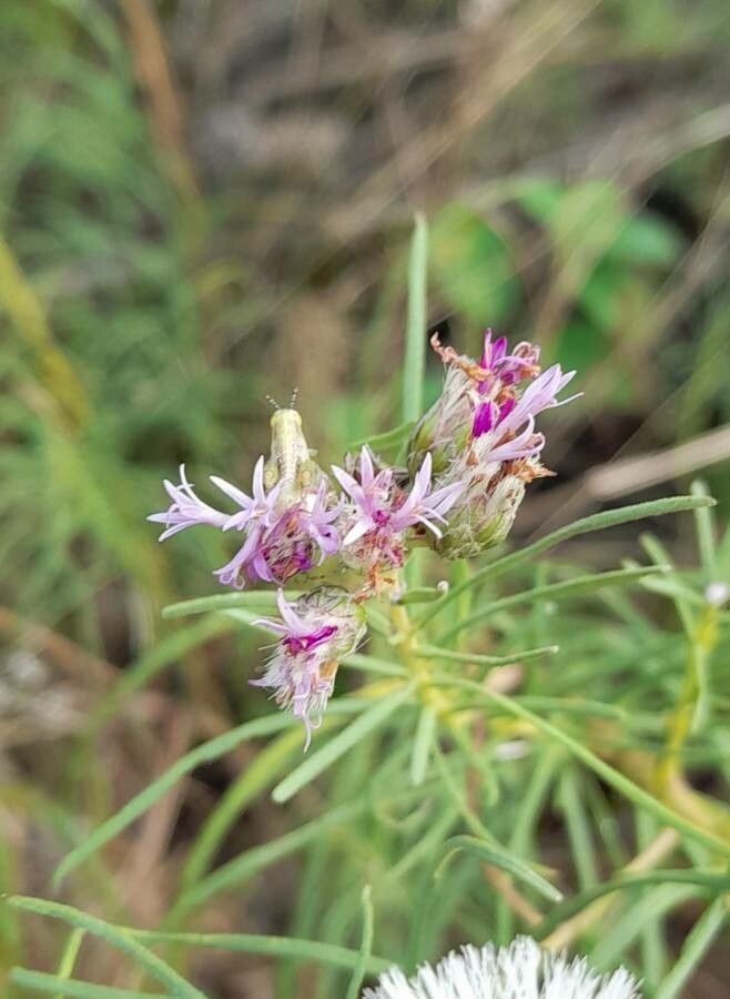 Vernonanthura nudiflora flower