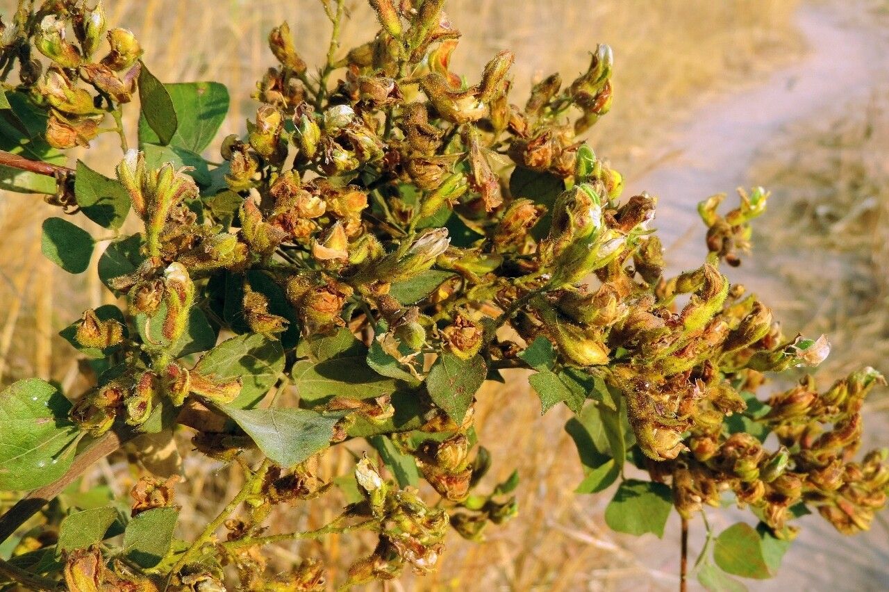 Rhynchosia resinosa habit