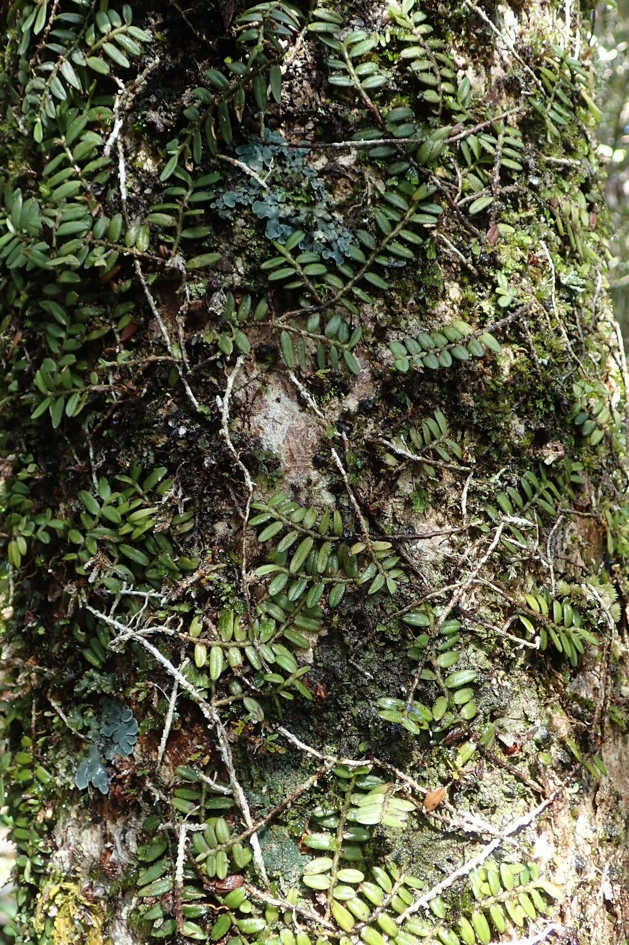 Angraecum dasycarpum — houseplant care guide