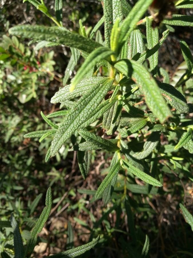 Cistus monspeliensis leaf