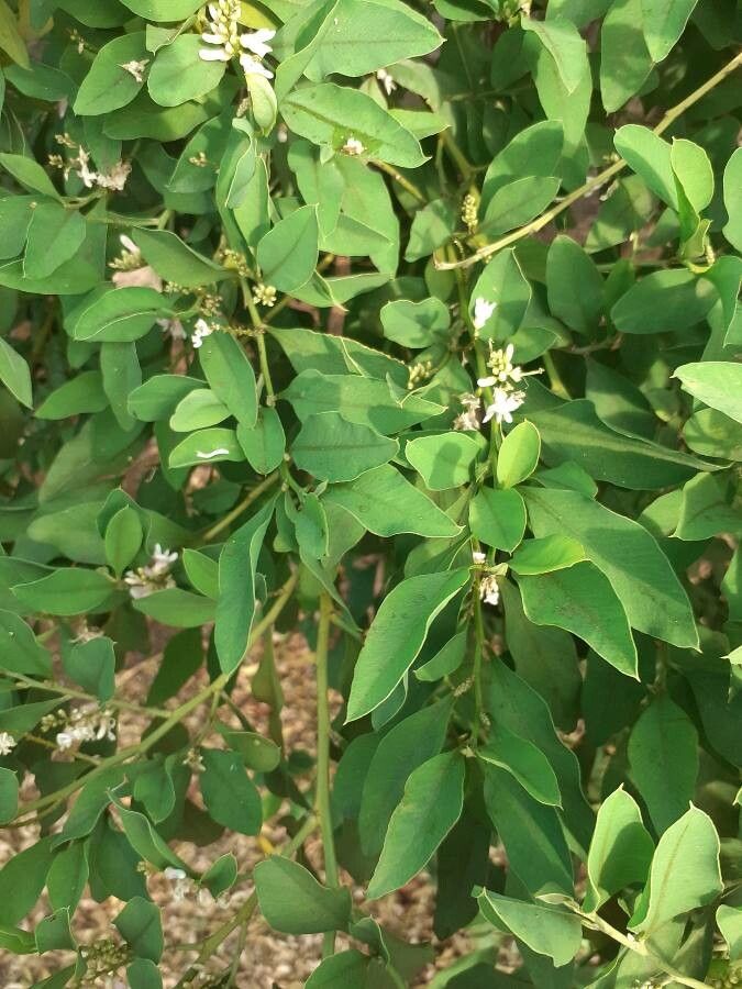 Indigofera ammoxylum