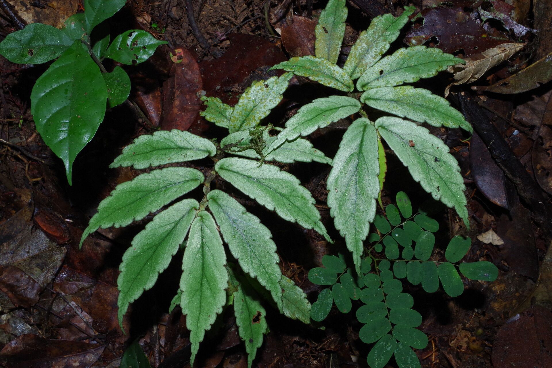 Begonia gossweileri — houseplant care guide